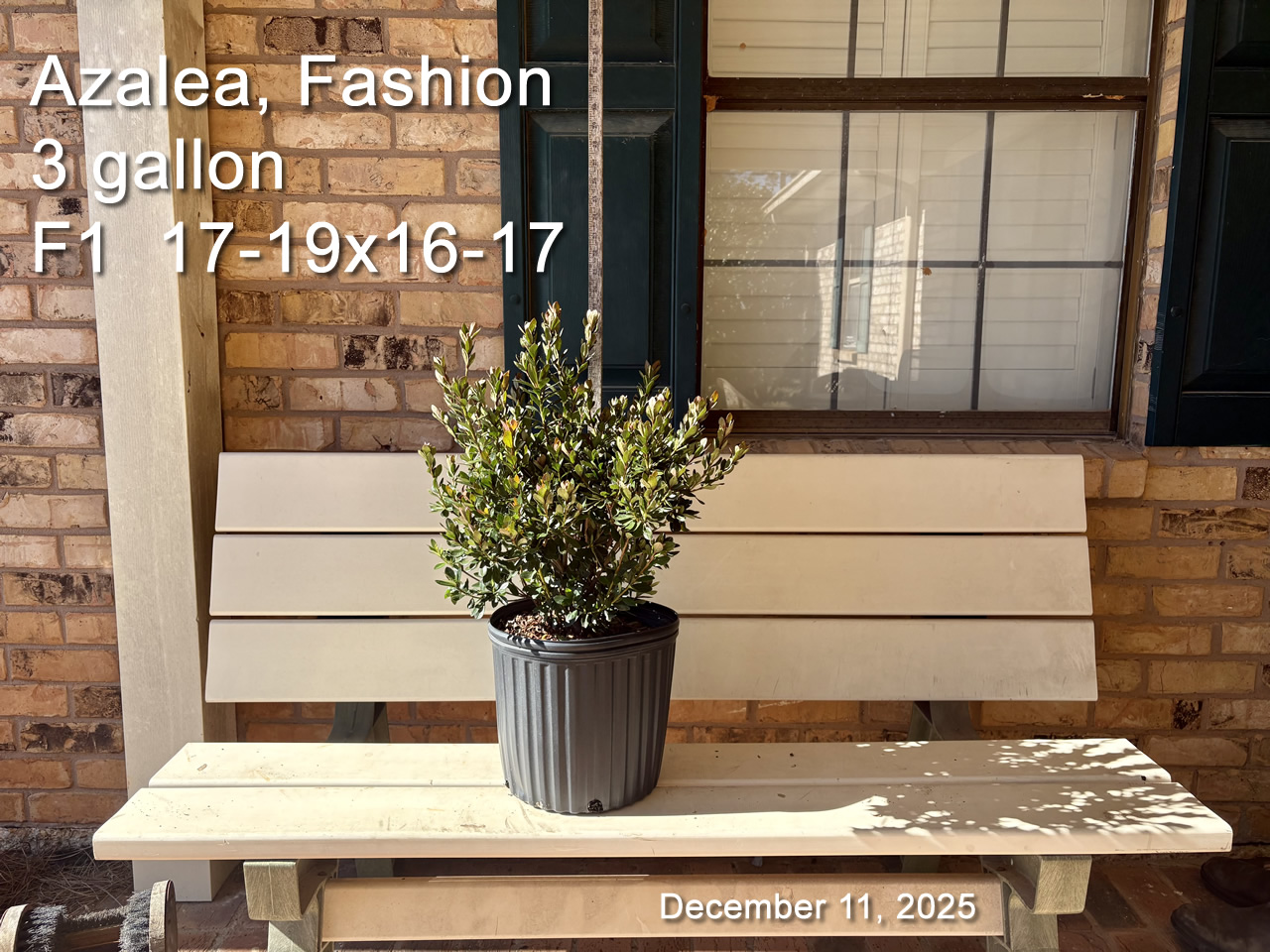 gallery/fash3 f1 dec11.jpg